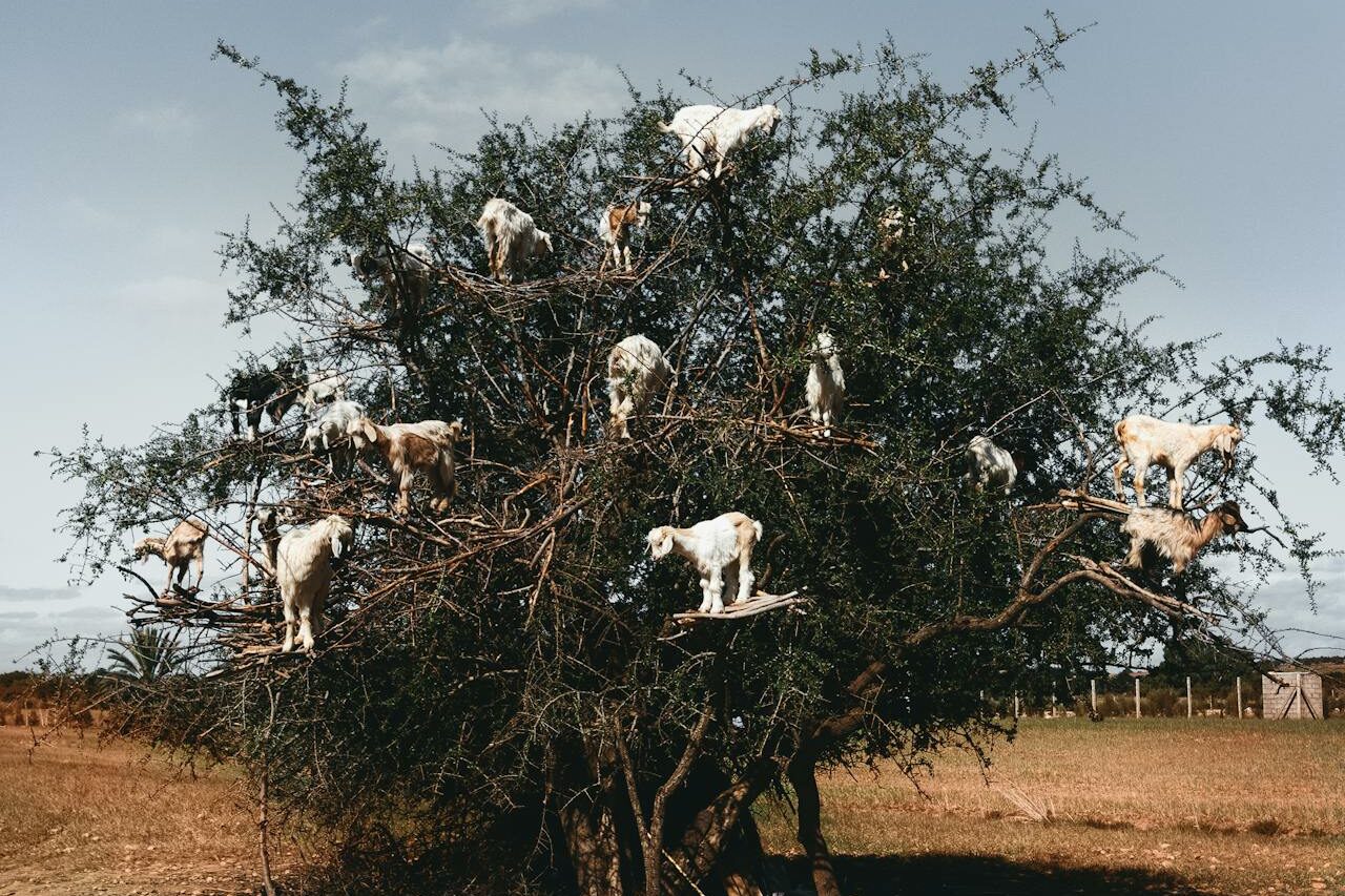 Cabras en un arbol